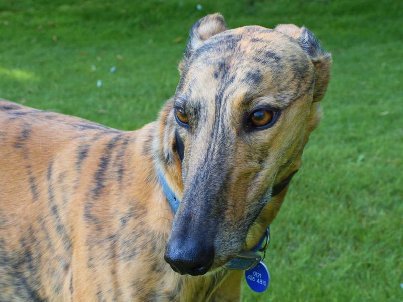 Greyhound looking for homes in the Midlands with Greyhound Trust