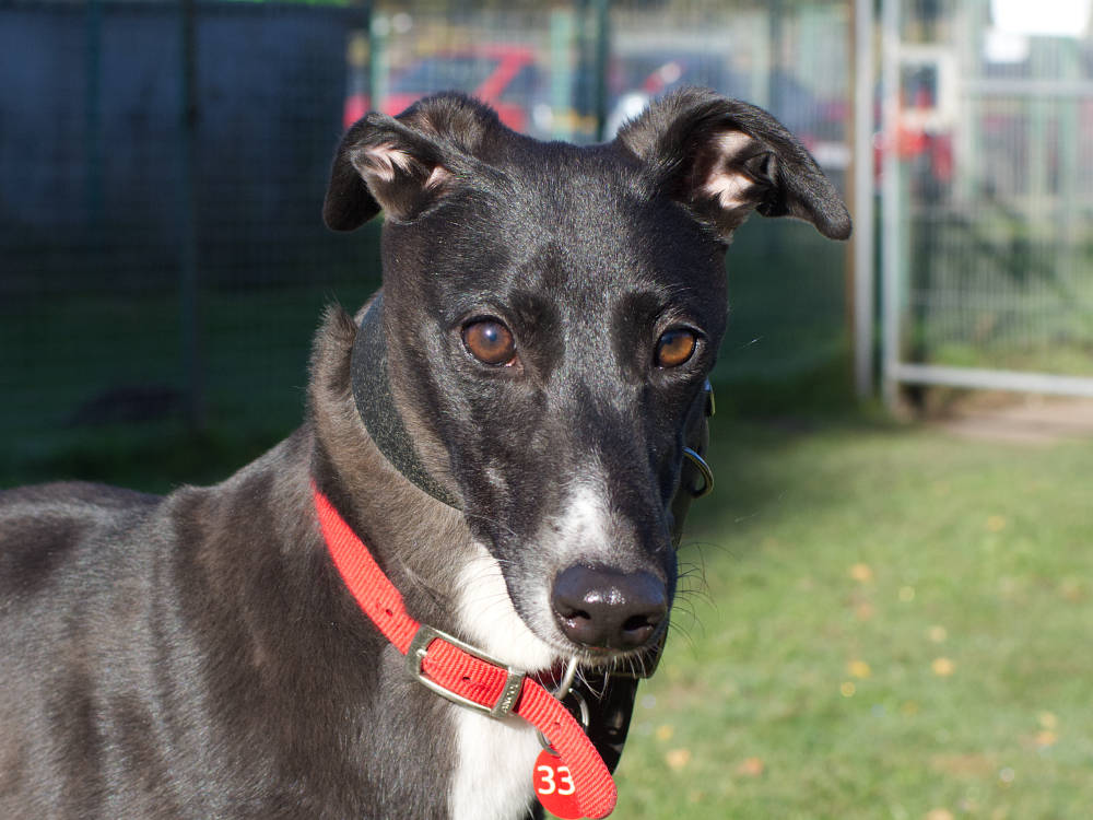 Greyhound looking for homes in the Midlands with Greyhound Trust