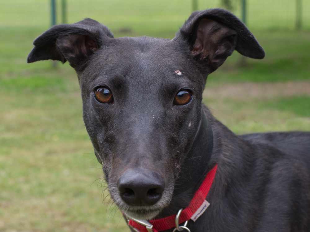 Greyhounds looking for homes - Greyhound Trust Hall Green