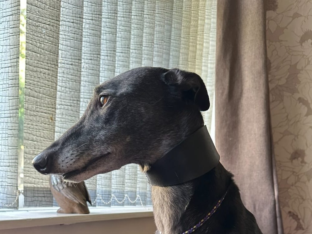 Brae the greyhound looking for a home with Greyhound Trust Hall Green