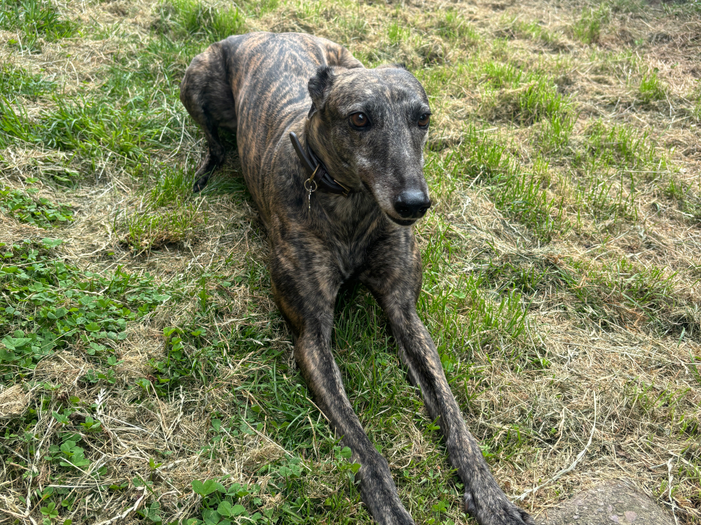 Star the greyhound