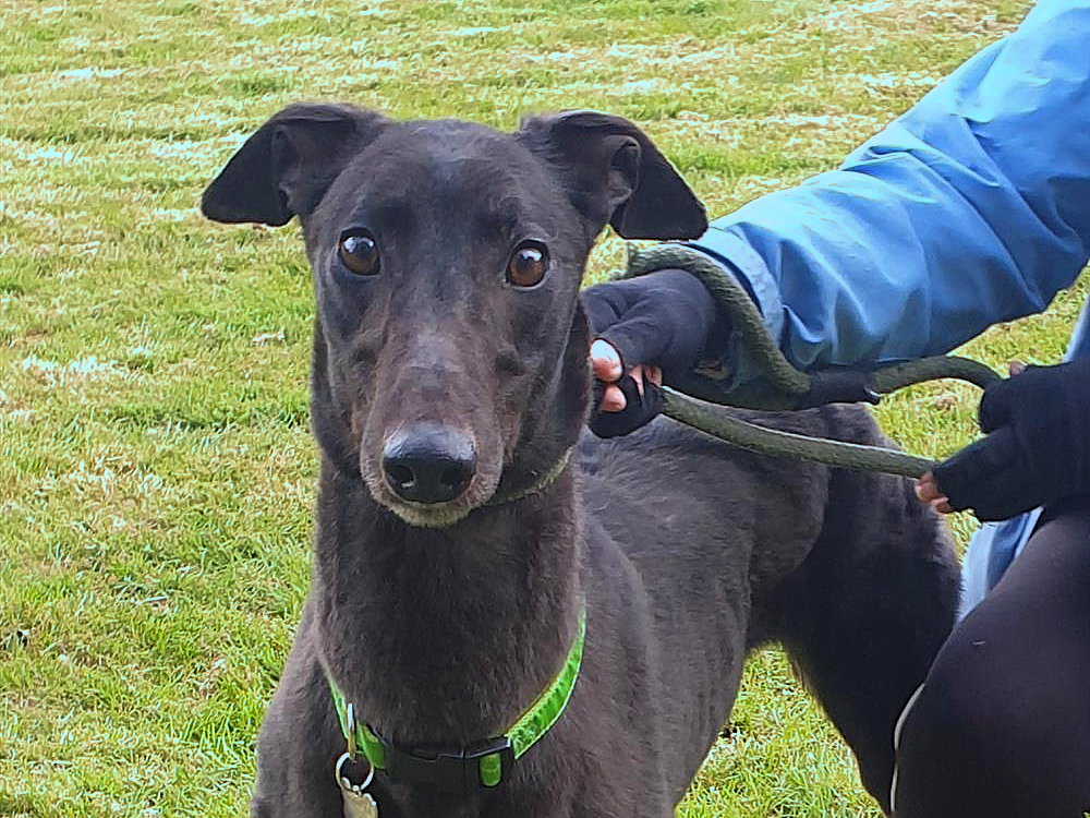 Willow the greyhound looking for a home with Greyhound Trust Hall Green