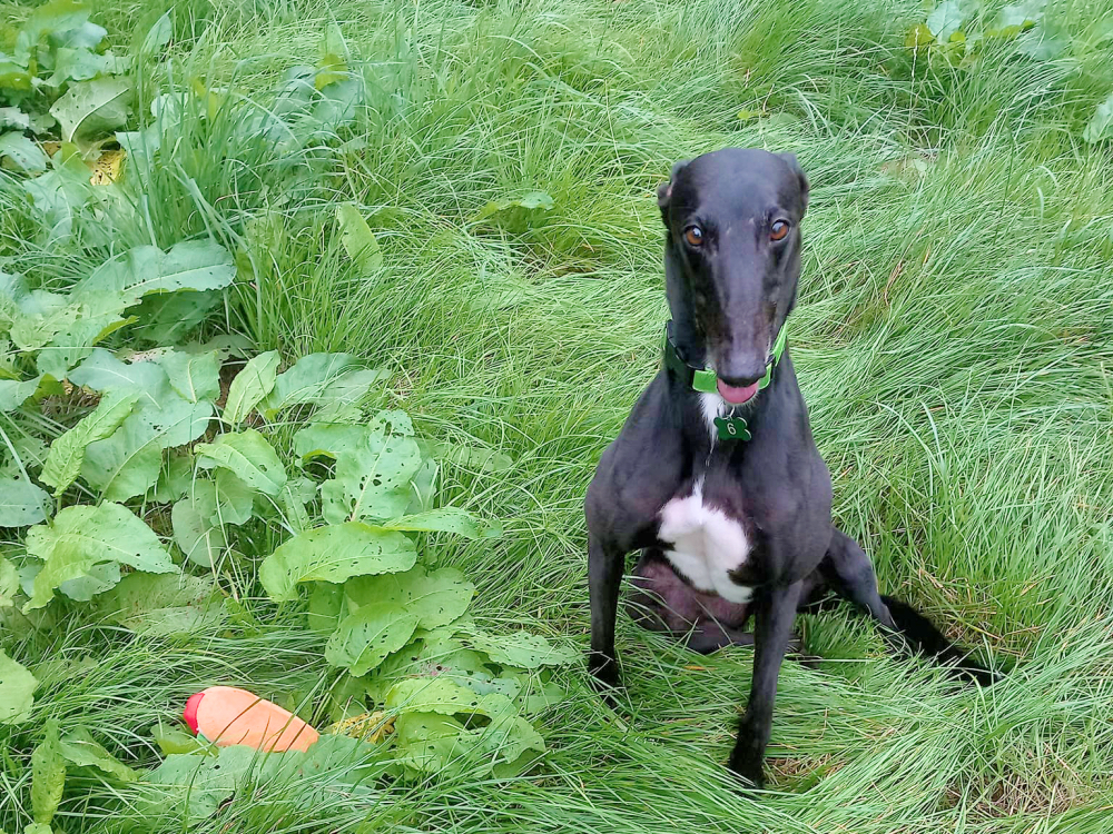 Posh the greyhound looking for a home with Greyhound Trust Hall Green